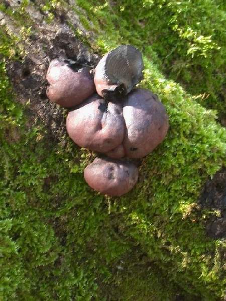 Daldinia concentrica